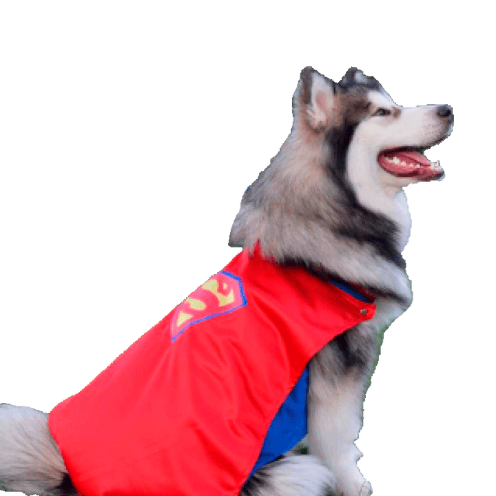 Disfraz Superman para perros grandes