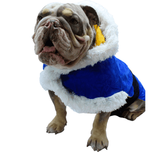 Capa Navideña para perros